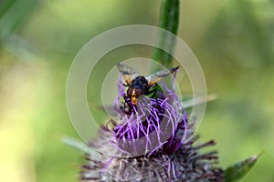 Flies on a flowering greater burdock, Arctium lappa