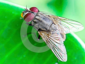 flies photo