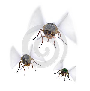 Flies Fly Insect Pest Pests