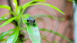 Flies on green leaves with isolated nature background