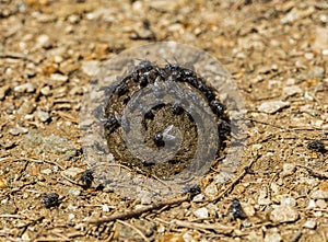 Flies on a horse manure photo