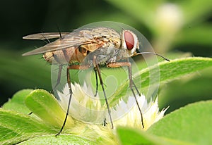 Flies insect moment alone insect