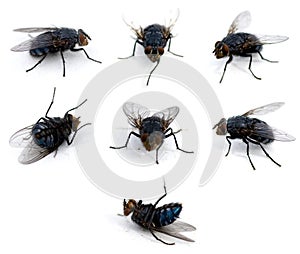 Flies isolated on white background