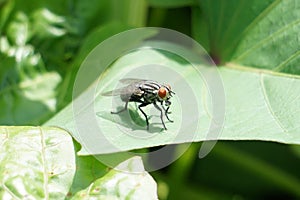 Flies on leaf...