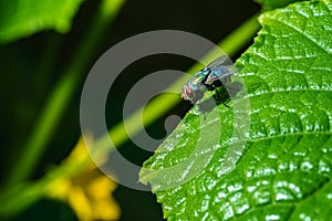 Flies on leaves in the rainy season