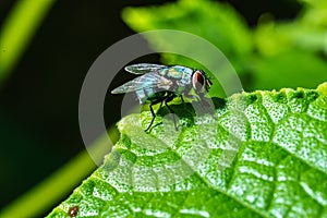 Flies on leaves in the rainy season