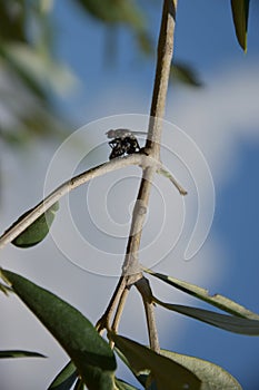 Flies macro photo