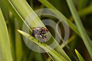 Flies making love