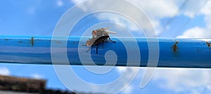 Flies are making love