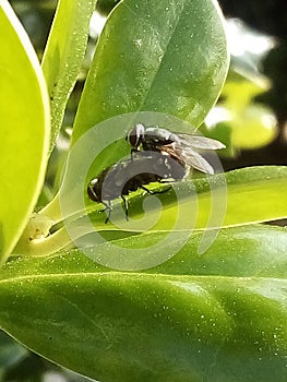 Flies making love
