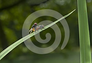 Flies mateing in green background