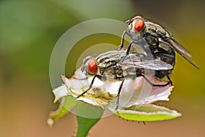 Flies mating