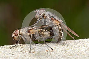 Flies Mating