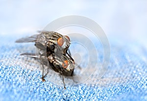 Flies Mating