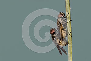 Flies mating