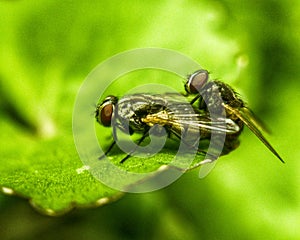 Flies in mating Process