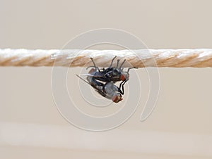Flies mating at quarintine photo