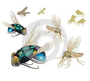 Flies and mosquitoes, isolated illustration photo
