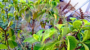 Flies on red basil in a vegetable garden