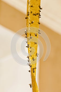 Flies on sticky tape