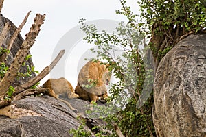 Flies surrunding East African lion cubs