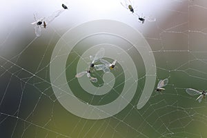 Flies trapped in spider web photo