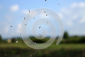 Flies trapped in a web.