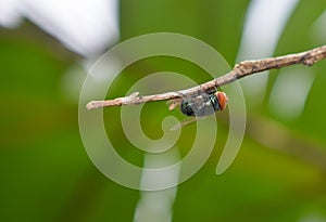 Flies macro wallpaper