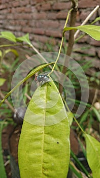 Flies are a type of insect from the Diptera order & x28;derived from the Greek di meaning two and ptera meaning wing& x29;.