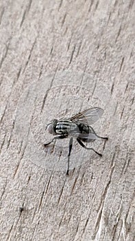 Flies are a type of insect from the order Diptera.