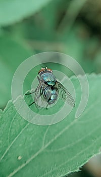 Flies on the leaves in the morning