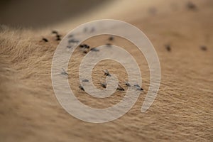 Flies walking on the horse`s beige hair in close-up