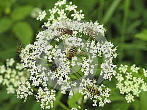 Flies on wild flower