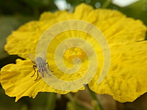 Flies on yellow zucchini flowers