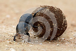 Flighless Dung Beetle Rolling Ball