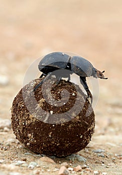 Flighless Dung Beetle Rolling Dung Ball