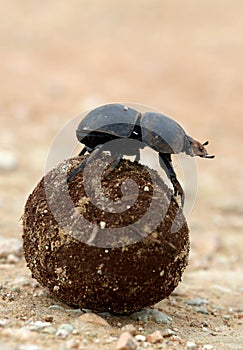 Flighless Dung Beetle Rolling Dung Ball photo