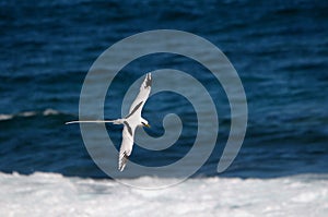 In Flight