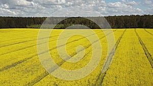 Flight above blooming yellow rapeseed field at sunny day, aerial panoramic view