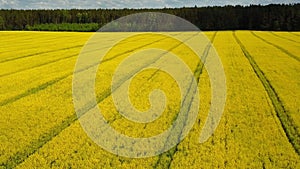 Flight above blooming yellow rapeseed field at sunny day, aerial panoramic view with background of blue sky and clouds