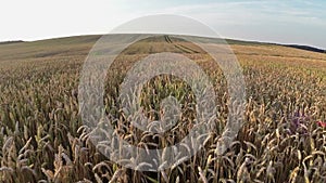 Flight above wheat field, aerial panoramic view.