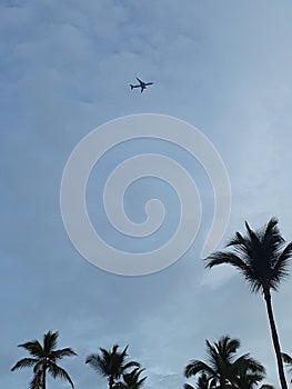 flight   aircraft    sky   palm trees  