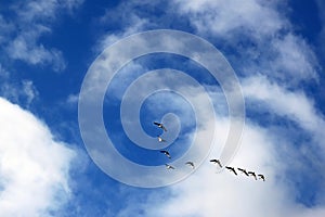 A flight of Barnacle geese, Sweden photo