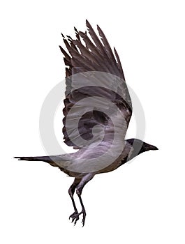 Flight of black and grey crow with large wings