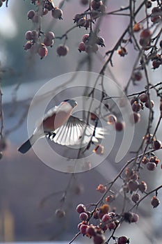 Bullfinch and wild apple tree
