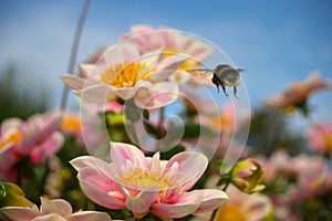 Flight of the Bumble Bee