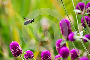Flight of a bumble bee around purple flowers.