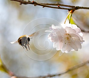 Flight of bumble bee to a flower cherry