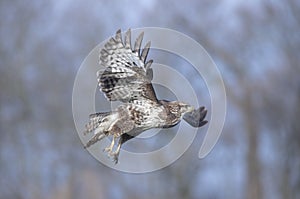 Flight of a buzzard
