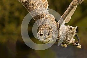 In Flight, a Canadian Horned Owl with a Mottled Grey and Brown Body.